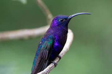 A Violet Sabrewing in Costa Rica