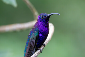 A Violet Sabrewing in Costa Rica