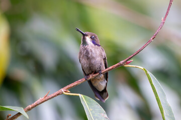 A Brown Violetear in Costa Rica