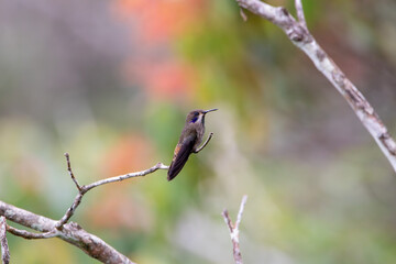 A Brown Violetear in Costa Rica