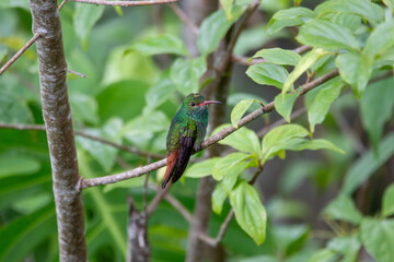 A Rufous-tailed Hummingbird in Costa Rica