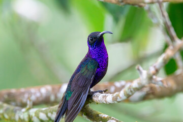 A Violet Sabrewing in Costa Rica