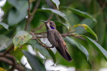 A Brown Violetear in Costa Rica