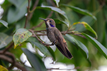 A Brown Violetear in Costa Rica