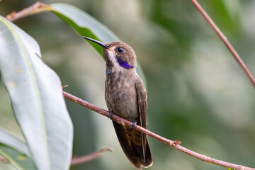 A Brown Violetear in Costa Rica
