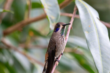 A Brown Violetear in Costa Rica