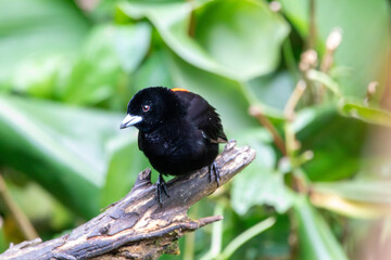 A Scarlet-rumped Tanager in Costa Rica