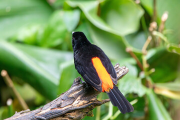 A Scarlet-rumped Tanager in Costa Rica