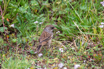 A Volcano Junco in Costa Rica