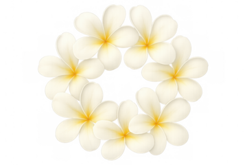 Plumeria flowers wreath creating a tropical floral frame, isolated on transparent background, for summer design and decoration