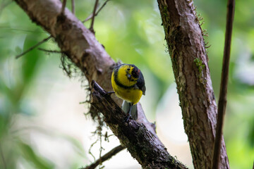 A Collared Redstart in Costa Rica