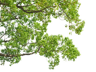 クスノキの前景切り抜き