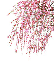 シダレウメ　呉服枝垂