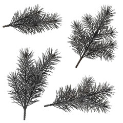 Four detailed branches of evergreen fir or pine tree sprigs isolated isolated on transparent background
