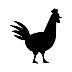 black and white rooster