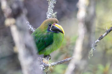 A Northern Emerald-Toucanet (Blue-throated) in Costa Rica