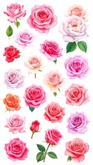 Watercolor painting of various colorful rose blooms and buds