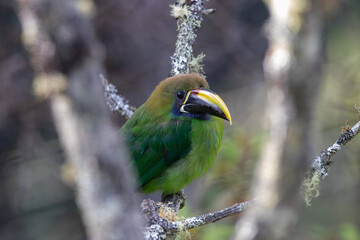 A Northern Emerald-Toucanet (Blue-throated) in Costa Rica