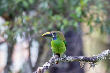 A Northern Emerald-Toucanet (Blue-throated) in Costa Rica