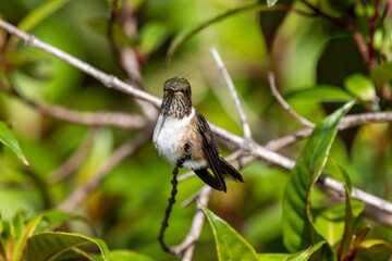 A Volcano Hummingbird in Costa Rica