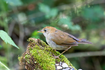 A Ruddy-capped Nightingale-Thrush in Costa Rica