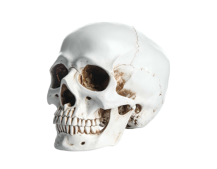 Isolated, realistic human skull with detailed bone structure against black background