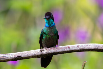 A Talamanca Hummingbird in Costa Rica