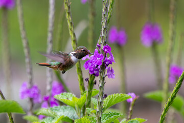 A Volcano Hummingbird in Costa Rica