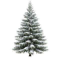 Fototapeta premium A detailed snow covered evergreen tree isolated on a black background isolated on transparent background