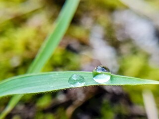 aesthetic dew drops on the surface of grass leaves in the morning