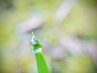 aesthetic dew drops on the surface of grass leaves in the morning