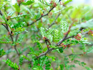 Bee on a branch with green leaves and small red flowers in nature