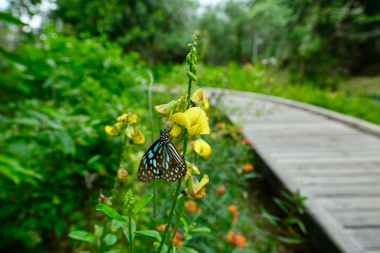 A beautiful blue tiger butterfly perched on a yellow flower in nature