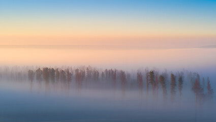 An aerial view of a forest shrouded in fog at dawn with a soft pastel sky above