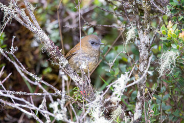 A Black-billed Nightingale-Thrush in Costa Rica