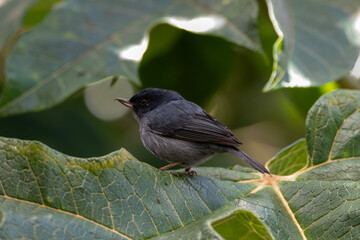 A Slaty Flowerpiercer in Costa Rica
