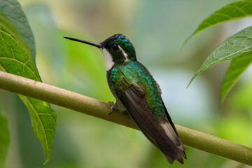 A White-throated Mountain-gem in Costa Rica