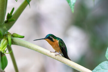 A White-throated Mountain-gem in Costa Rica