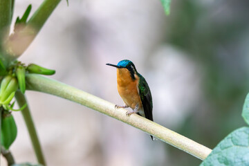 A White-throated Mountain-gem in Costa Rica