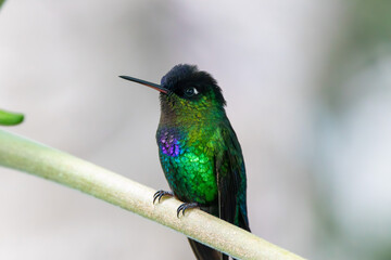 A Fiery-throated Hummingbird in Costa Rica