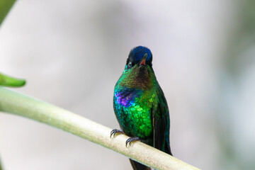 A Fiery-throated Hummingbird in Costa Rica
