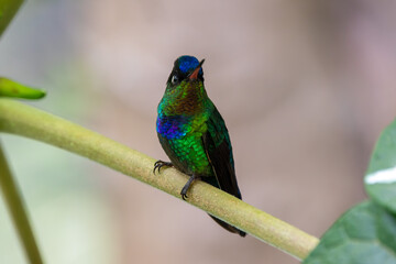 A Fiery-throated Hummingbird in Costa Rica