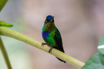 A Fiery-throated Hummingbird in Costa Rica