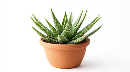A small pot with a plant in it