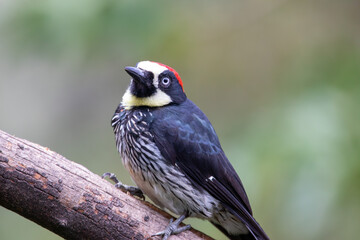 A Acorn Woodpecker in Costa Rica