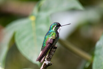 A White-throated Mountain-gem in Costa Rica