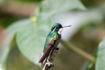 A White-throated Mountain-gem in Costa Rica