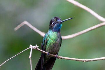 Fototapeta premium A Talamanca Hummingbird in Costa Rica