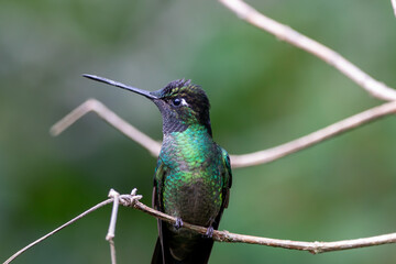 A Talamanca Hummingbird in Costa Rica