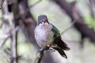 A Talamanca Hummingbird in Costa Rica